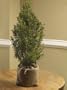 ***Miniature Rosemary Tree**