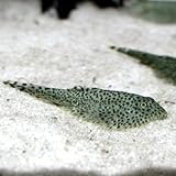 ���i�̏ڍ�