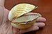 Yellow Cup Sea Shell Trinket Box Coin Purse