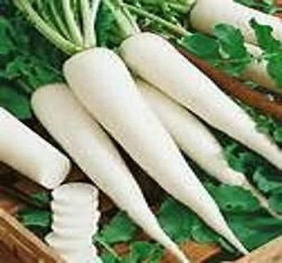 Radish Diakon 10 Lbs. Great for Your Deer Plot. By Detwiler Native Seed Company Radish Diakon 10 Lbs. Great for Your Deer Plot. By Detwiler Native Seed Company