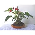 BUY : Red Anthurium "Small Talk" Lava Plant