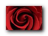 RED ROSE FLOWER 24X36 POSTER PHOTOGRAPH CLOSE 36010