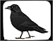 Mouse Pad with jackdaw, vertebrate, kraka, European, smart, crow, rook, animal, avian, bird