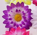Lavender Starburst Daisy Clips( 1 dz)