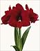 Red Lion Amaryllis Giftbox Kit