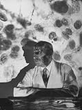 Dr. George N. Papanicolaou Seated in Front of Slide of Cancer Cells at Francis Delafield Hospital Collections Photographic Poster Print, 24x32