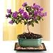 2 CHIXGIFTS BOUGAINVILLEA BONSAI