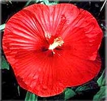 Hibiscus Southern Belle Mix Perennial - 25 Plants