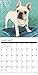 2016 Just French Bulldogs Wall Calendar