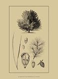 Arbor Study V - Artist: Vision Studio - Art Print Poster - With a Black Wood Frame - Image Size: 6.50 by 11.00 inches Art Print Poster - With a Black Wood Frame