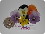 Edible Flower - Viola - 4 x 50 Count