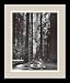 Redwoods, Founders Grove, 1966 Framed Art Print