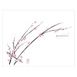 Cherry Blossom Bulletin
