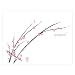 Cherry Blossom Bulletin