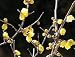 Winterblüte, chinesisch - Chimonathus praecox 5K