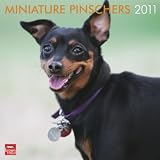 41rFXN06xNL. SL160  Miniature Pinschers 2011 Wall Calendar 12 X 12