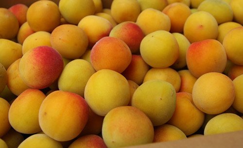 紀州和歌山 南高梅 梅干 用 生梅 完熟梅 5ｋｇ ■『弘希梅』谷本農園