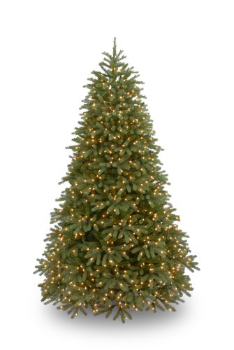 Fraser Fir