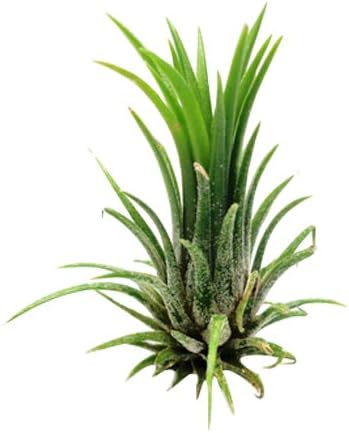 Tillandsia Air Plants Kit Terrarium Plant Holder Hanging And Flat Bottom Standing Glass Globe Containers Beach Sand Kit (Brown, Ionantha Fuego 1 1/2 to 3")