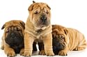Puppy Training, puppy proof your home & obedience training the natural way