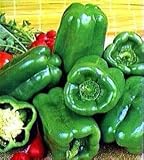 Big Bertha Sweet Pepper 4 Plants - HUGE FRUIT!