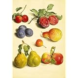 Plums, Cherries, Apples and Pears, by Johann Jakob Walther (Print On Demand)