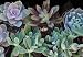Succulent Collection 8 Different