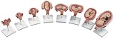 3B Scientific 3B Scientific Pregnancy
