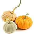 pumpkin flavor powder