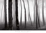 41rHtOvwPgL. SL160  Trees in Fog, San Francisco Presidio by Chris Honeysett. Size 36.00 X 24.00