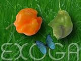 Eigenschaften Exoga  / Scotch Bonnet Jamaican Capsicum chinense Chili Samen