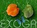 Scotch Bonnet Jamaican Capsicum chinense Chili Samen