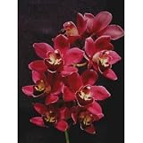 Cymbidium Black Silk Dreamer Orchid Plant