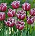 Arabian Mystery Tulip Seed Pack