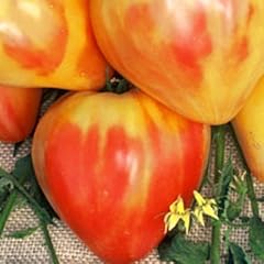 Orange-gelb gestreifte Fleischtomate - orange Russian - 10 Samen