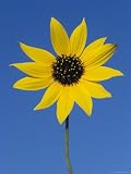 Sunflower, in Bloom, Welder Wildlife Refuge, Rockport, Texas, USA Photographic Poster Print by Rolf Nussbaumer, 12x16