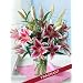 Fragrant Stargazer Lilies