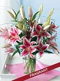 Fragrant Stargazer Lilies