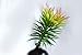 8 Capensia Bush, Artificial Plant by StarPlants