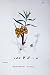 Botany Plants C1902 Sea Buckthorn Hippophae Rhamnoides