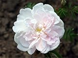 Eigenschaften Agel Rosen  / Bibernellrose 