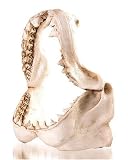 K&A Imports Shark Jaw, Extra Large