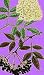 Elder Flower Tea