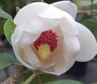 Magnolia Sieboldii 'Collosus'- Pot Size #1 Gal.