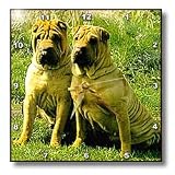 41rLWoY43ZL. SL160  Buy Chinese SharPei Items