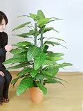 光触媒 観葉植物 スプリットフィロ2本立 120cm