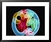 Soft Focus Distorts a Neon Flamingo in a Blue Circle National Geographic Collection F...