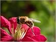 Langstroth on the Hive and the Honey-Bee