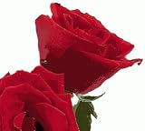 41rMrQyMxsL. SL160  Valentines Day Rose Bath Soap Leaves