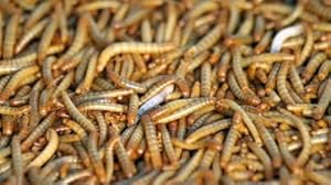250 Live Mealworms LARGE - Free Ship! 250 Live Mealworms LARGE - Free Ship!
